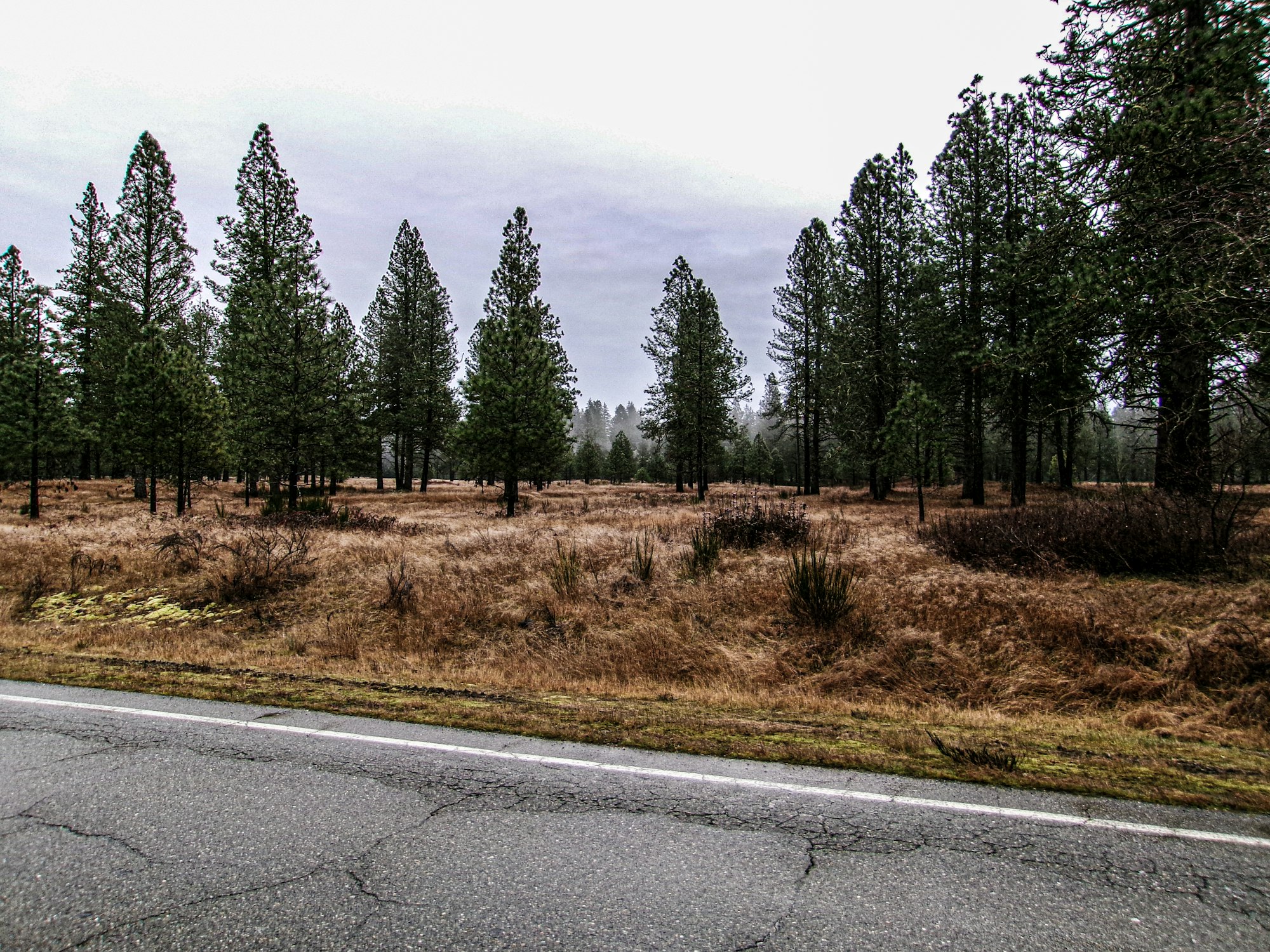 Vacant rural lot with a pine tree line along a country road